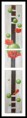 /album/les-coquelicots/coquelicot-bulle-vert-jpg/